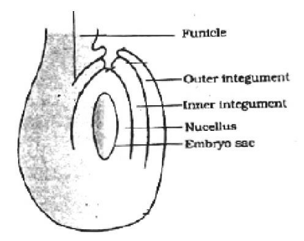 Anatropous ovule: funicle, outer and inner integuments, nucellus, embryo sac