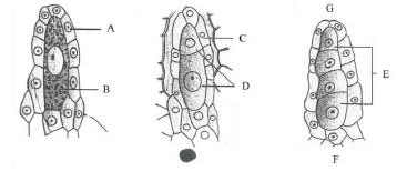 Stages of megasporogenesis in the ovule