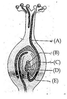 Pistil with pollen tube entering the ovule, parts A to E