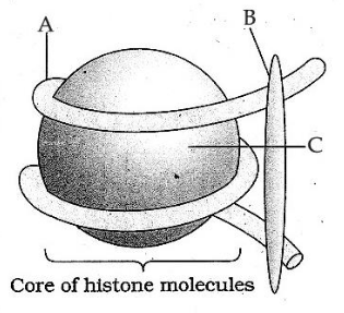 Nucleosome with labels A, B and C