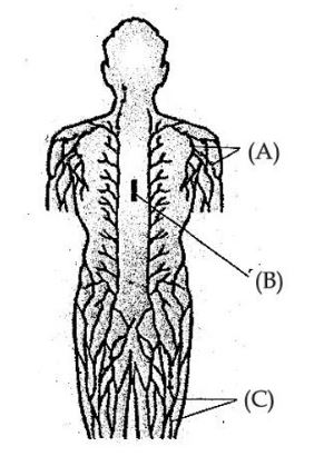 Lymphatic system with parts A, B and C