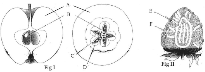 Sections of apple (Fig I) and strawberry (Fig II), parts A to F