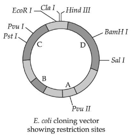 E. coli cloning vector with restriction sites and regions A to D