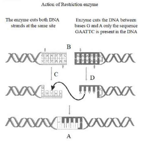 Action of restriction enzyme EcoRI forming recombinant DNA