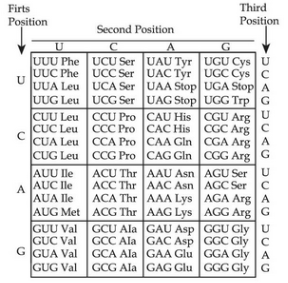 Table of the genetic code