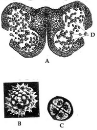 T.S. of anther (A), pollen grain (B), pollen tetrad (C), pollen grains released (D)