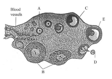 Section of ovary with structures A to E