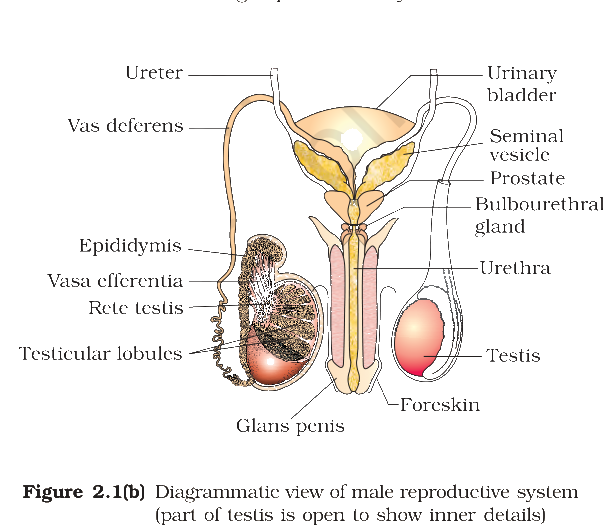 Textbook figure