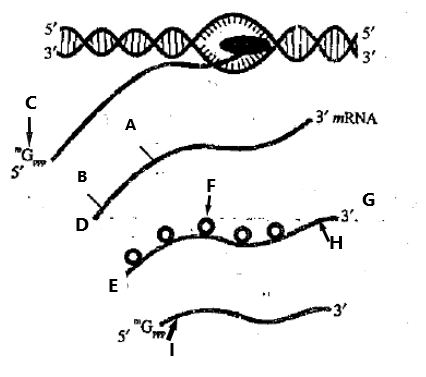 Figure for the question