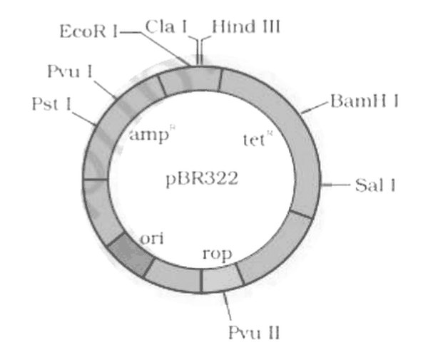 Figure for the question
