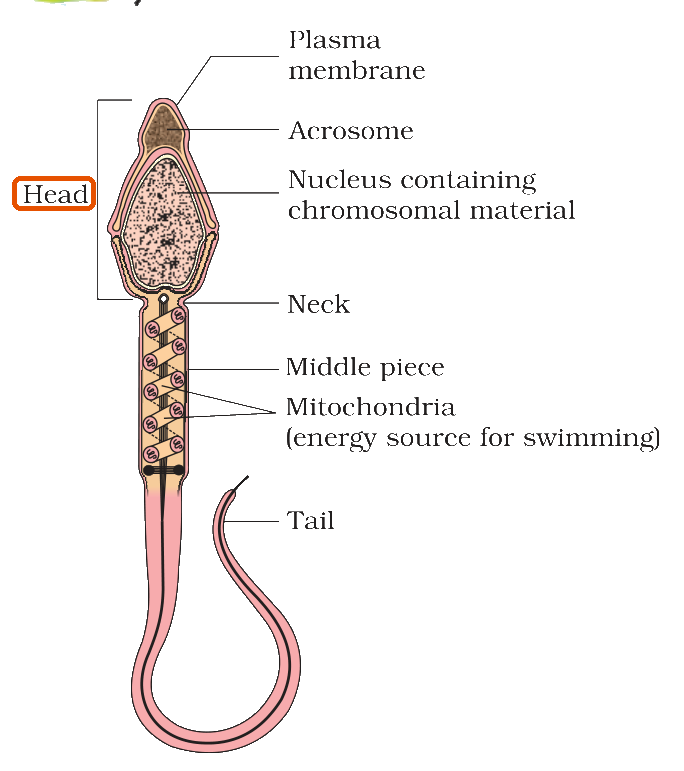 Textbook figure