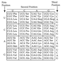 Table of codons