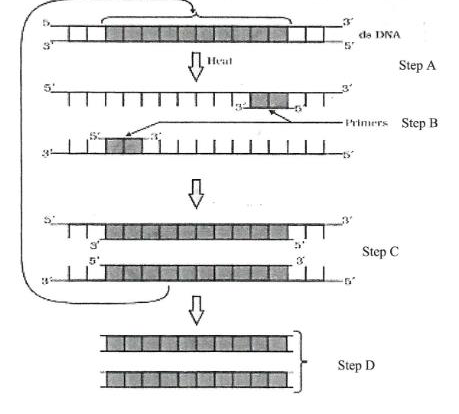Diagram with steps A to D