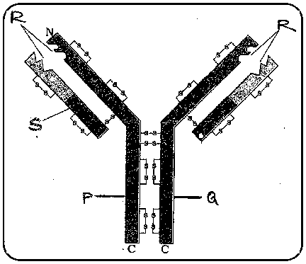 Antibody molecule with parts N, C, P, Q, R and S