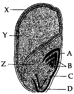 Endospermic seed of maize with parts X, Y, Z and A to D