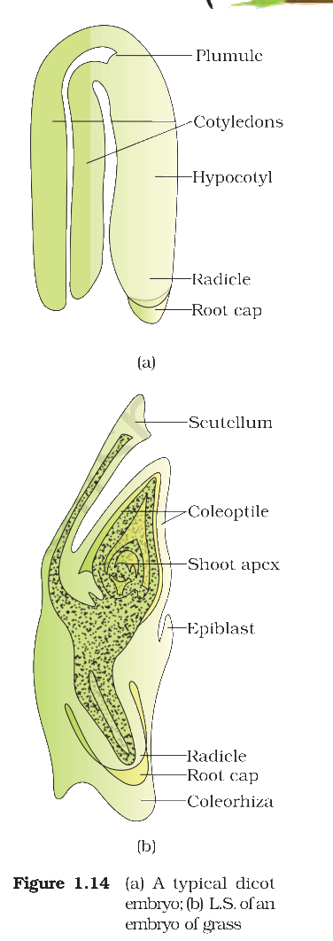 Textbook figure