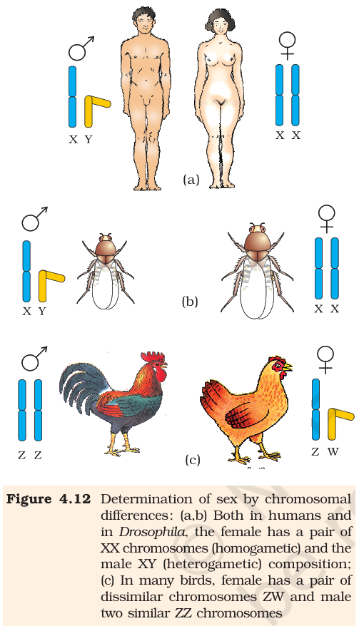 Textbook figure