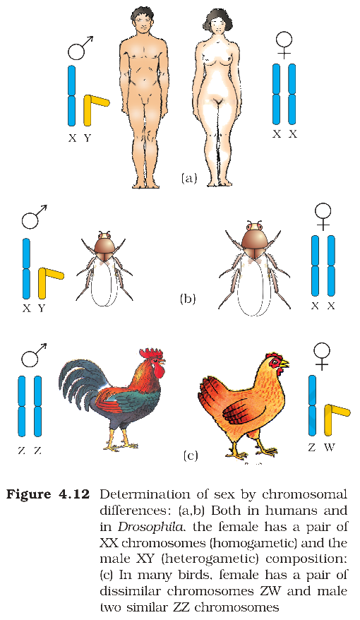 Textbook figure