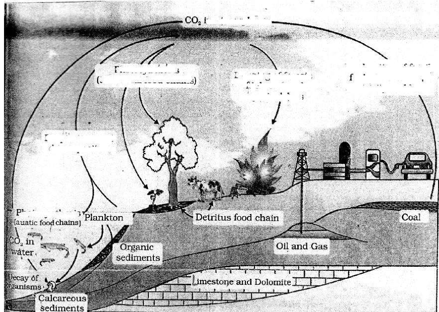 Simplified model of the carbon cycle in the biosphere, some labels left blank