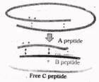 Maturation of pro-insulin into insulin: A and B peptides and free C peptide