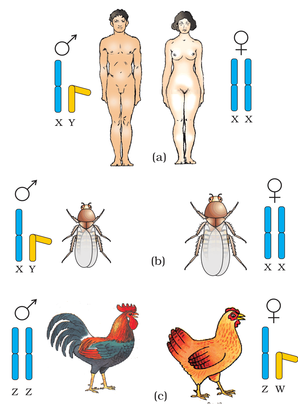 Textbook figure