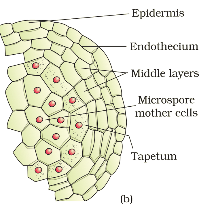Textbook figure