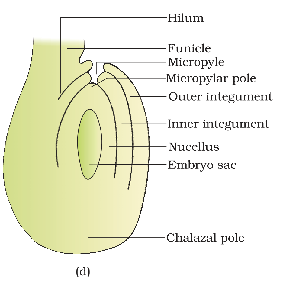 Textbook figure