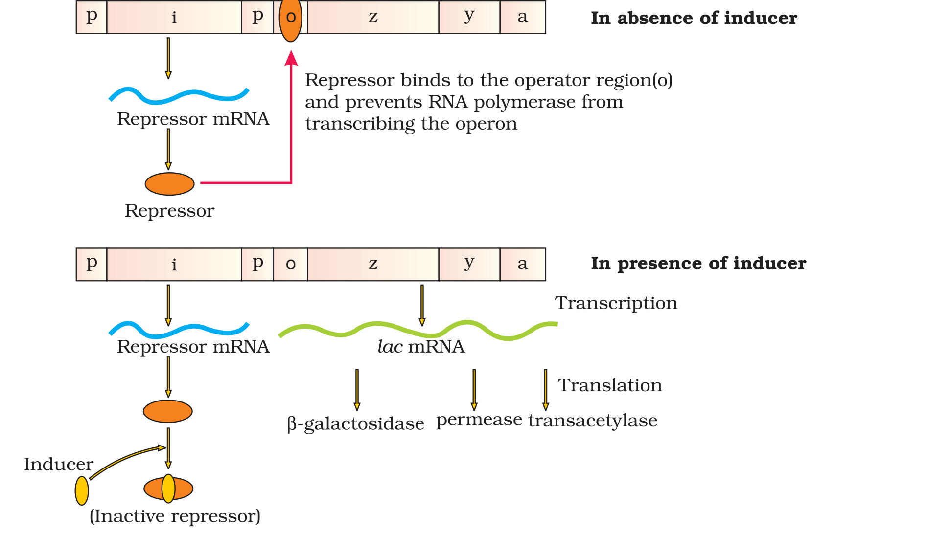 Textbook figure
