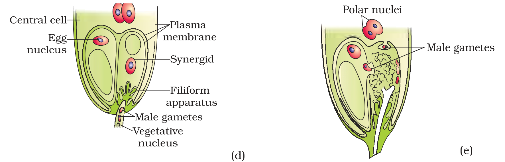 Textbook figure