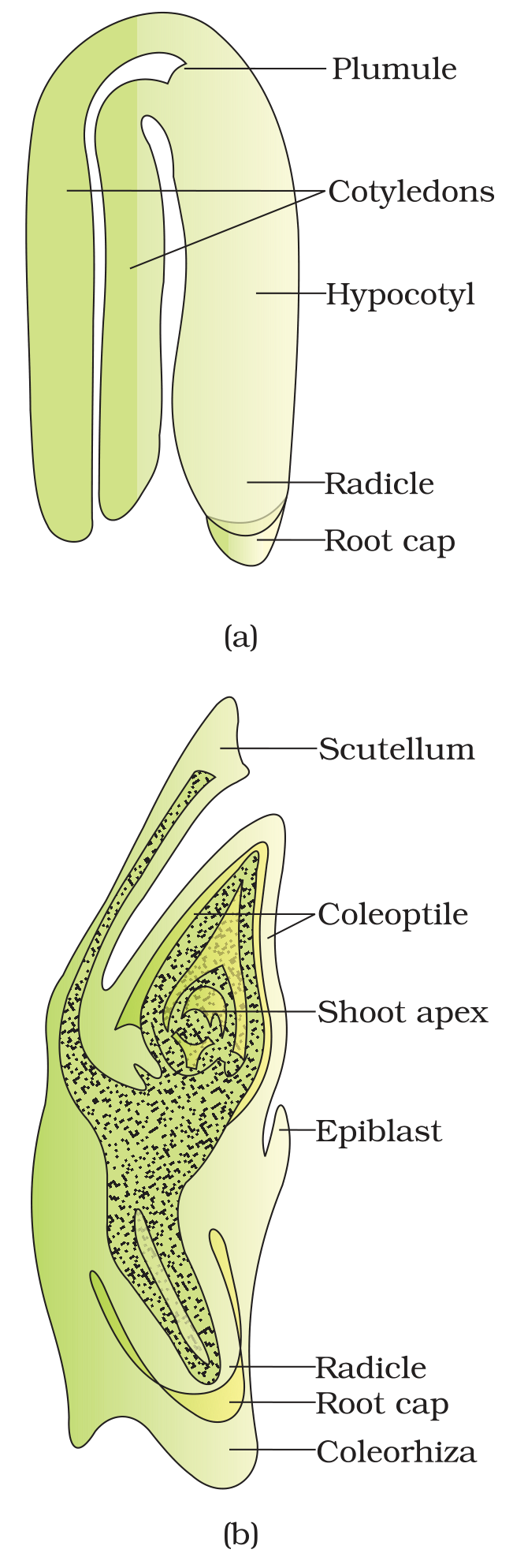 Textbook figure