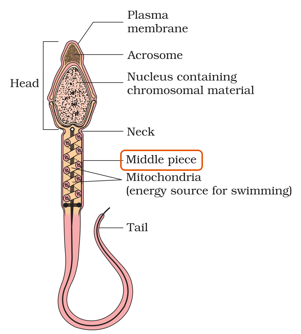Textbook figure