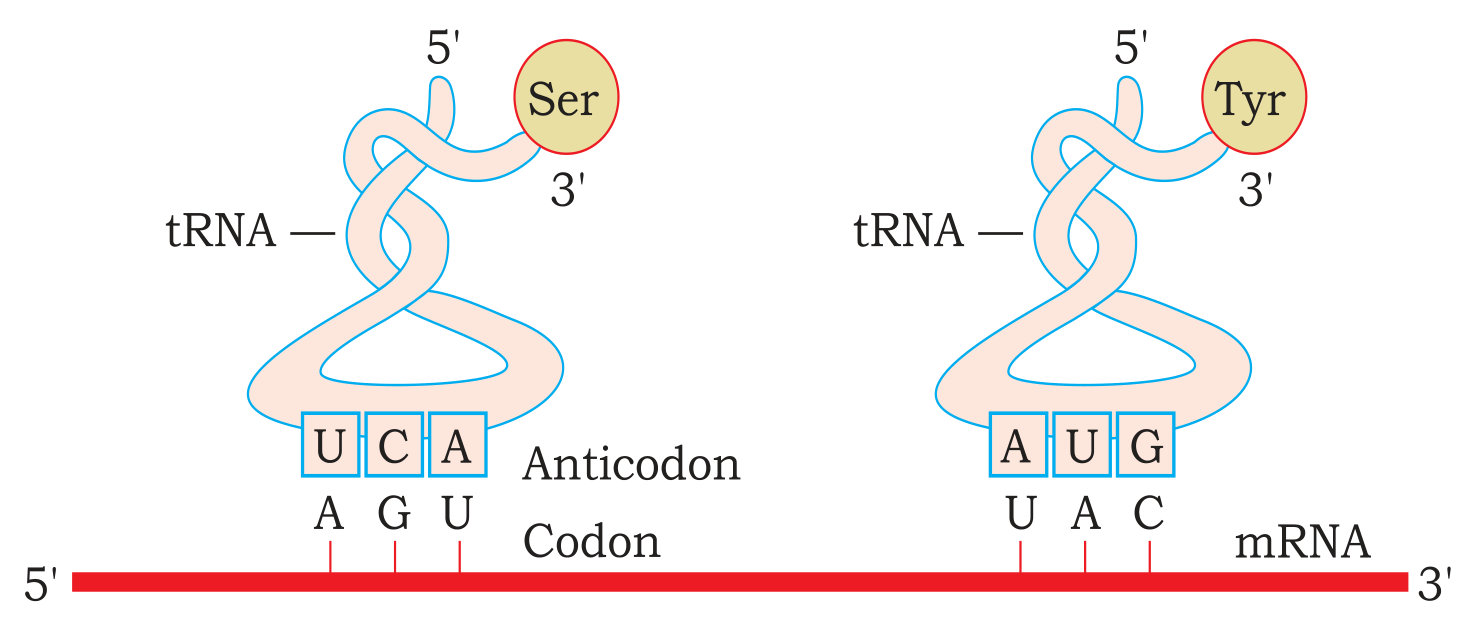 Textbook figure