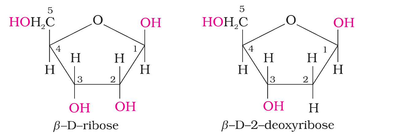 Structures of beta-D-ribose and beta-D-2-deoxyribose