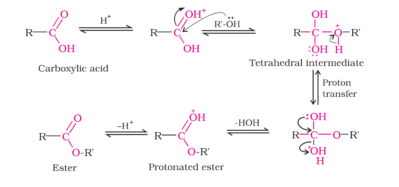 Mechanism of esterification of carboxylic acids
