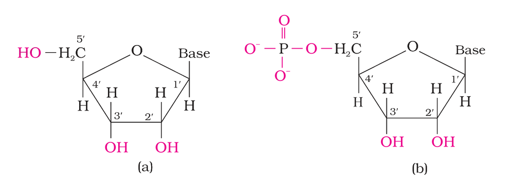 Structures (a) and (b) related to nucleic acids