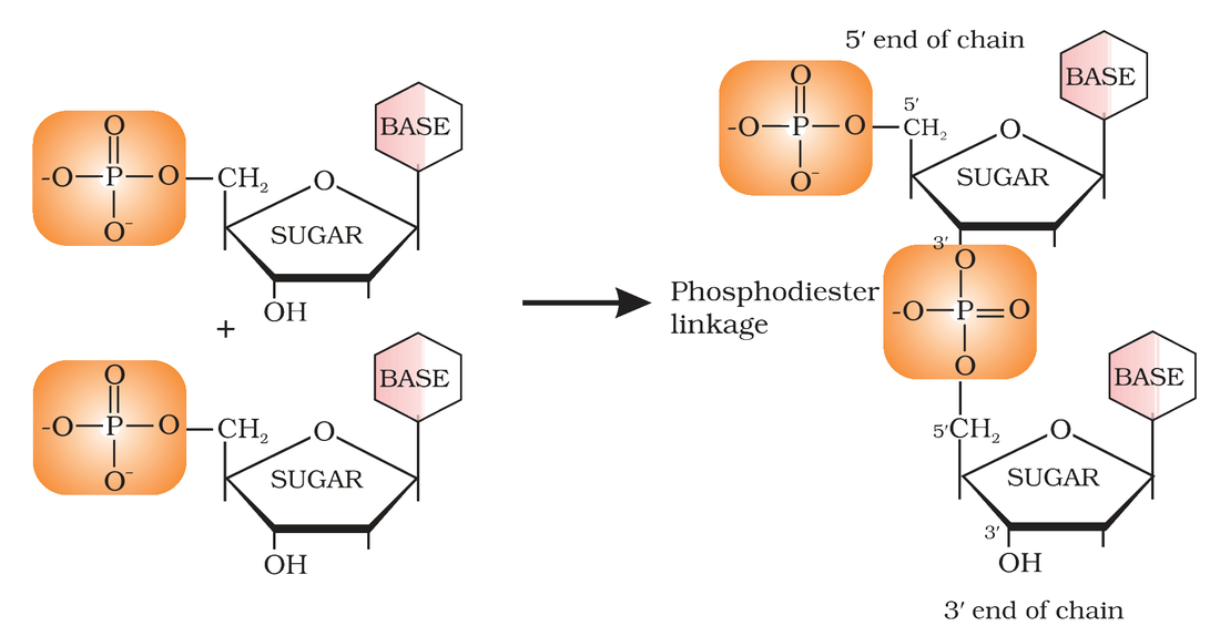 Fig. 10.6 Formation of a dinucleotide