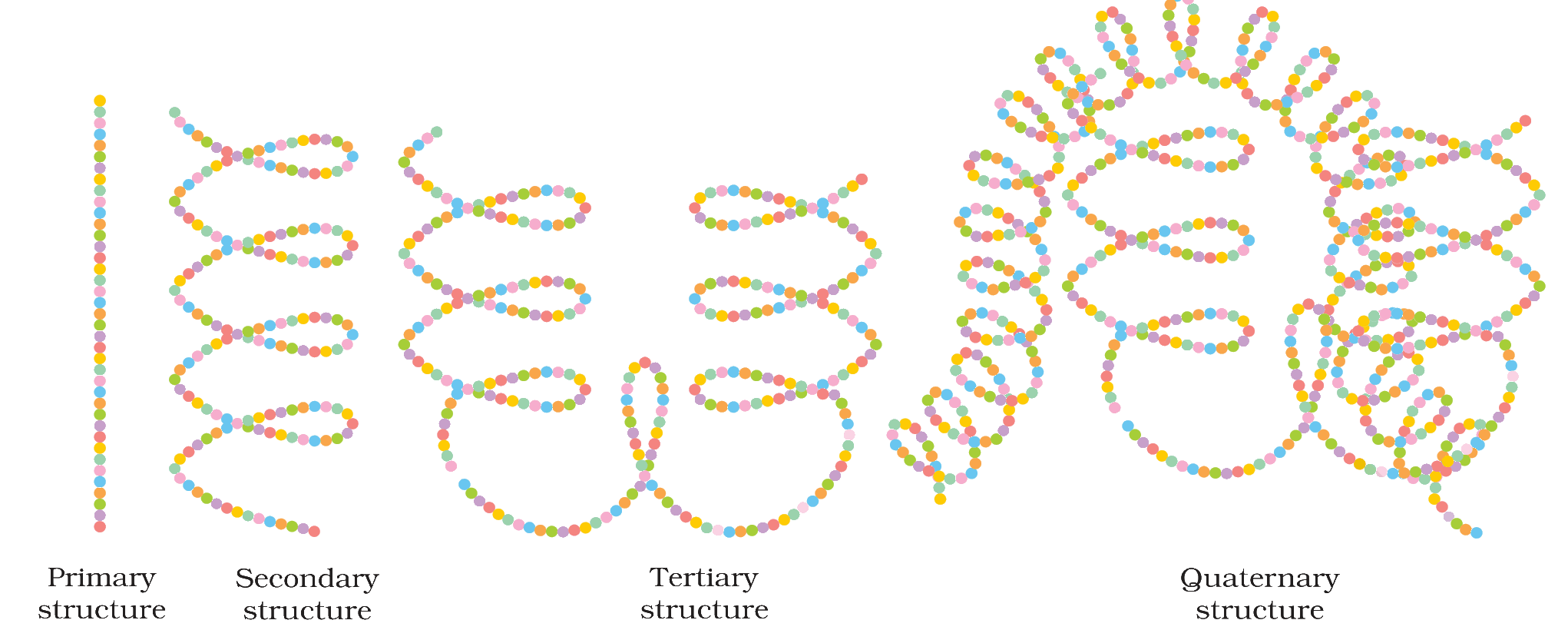 Fig. 10.3 Diagrammatic representation of protein structure