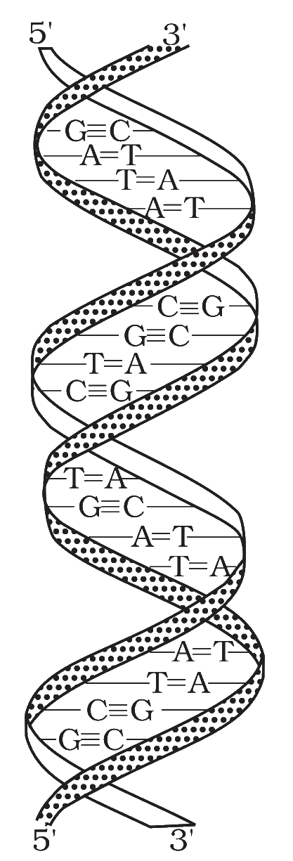 Double strand helix structure for DNA