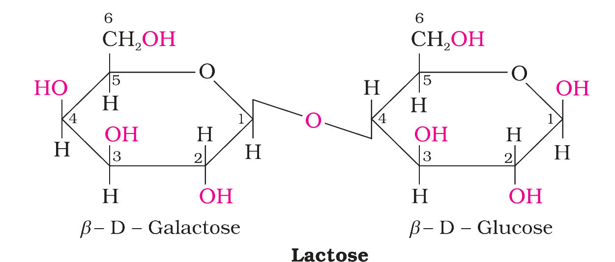 Haworth structure of lactose
